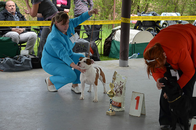 Výstavní sezóna chovatelské stanice Domidar Dogs 2013