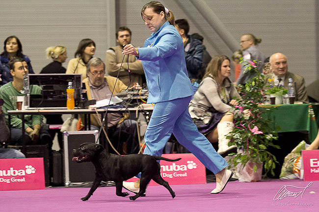 Výstavní sezóna chovatelské stanice Domidar Dogs 2013