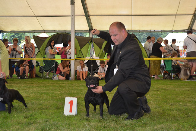 Výstavní sezóna chovatelské stanice Domidar Dogs 2013