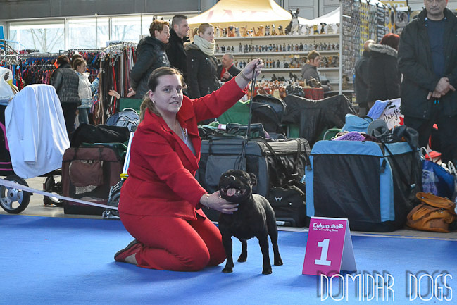 Výstavní sezóna chovatelské stanice Domidar Dogs 2013