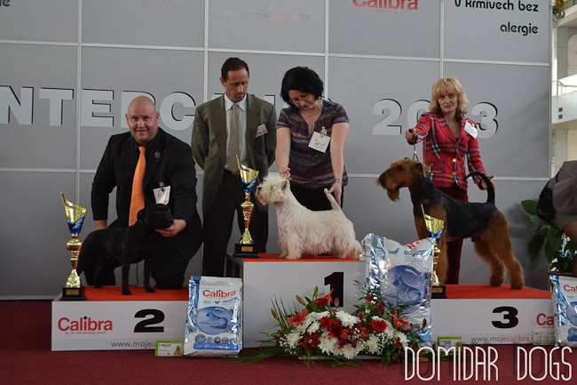 Výstavní sezóna chovatelské stanice Domidar Dogs 2013