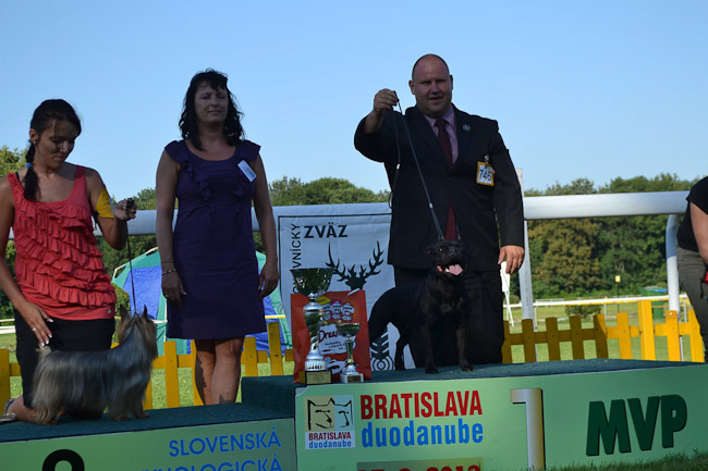 Výstavní sezóna chovatelské stanice Domidar Dogs 2013