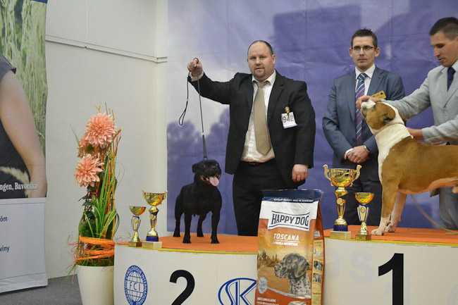 Výstavní sezóna chovatelské stanice Domidar Dogs 2013