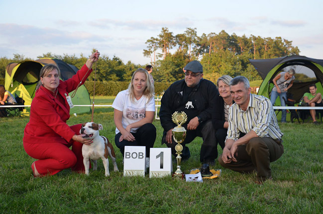 Výstavní sezóna chovatelské stanice Domidar Dogs 2013