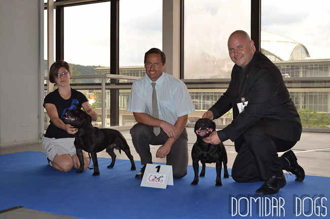 Výstavní sezóna chovatelské stanice Domidar Dogs 2013