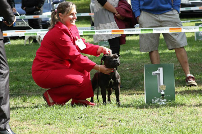 Výstavní sezóna chovatelské stanice Domidar Dogs 2013
