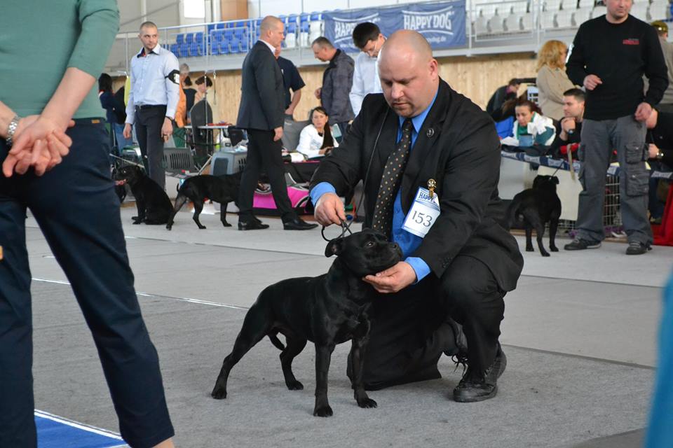 Shrnutí výstavní sezóny Domidar Dogs 2014