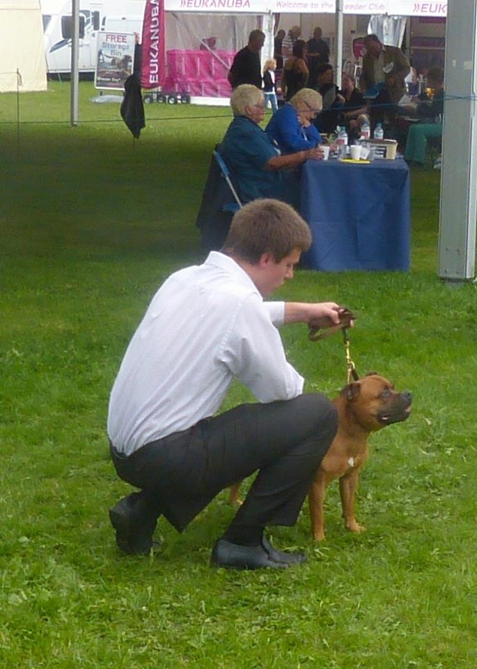 Shrnutí výstavní sezóny Domidar Dogs 2014