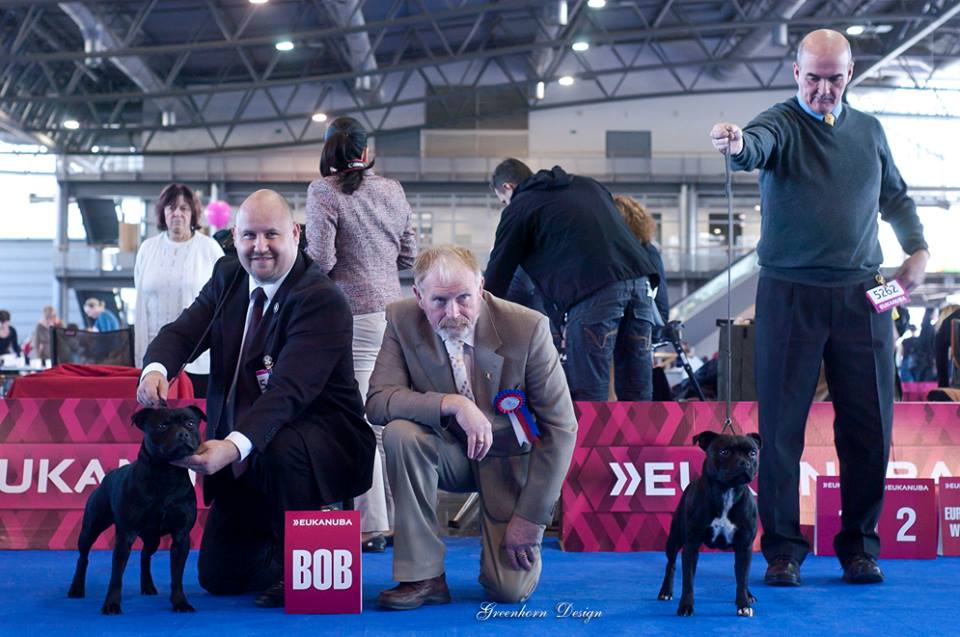 Shrnutí výstavní sezóny Domidar Dogs 2014