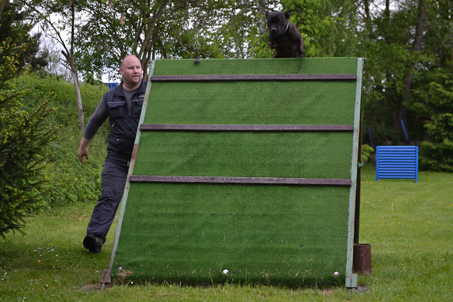 Shrnutí výstavní sezóny Domidar Dogs 2014