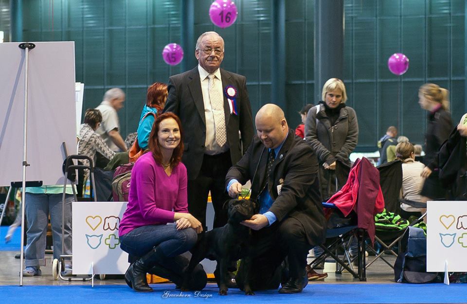 Shrnutí výstavní sezóny Domidar Dogs 2014