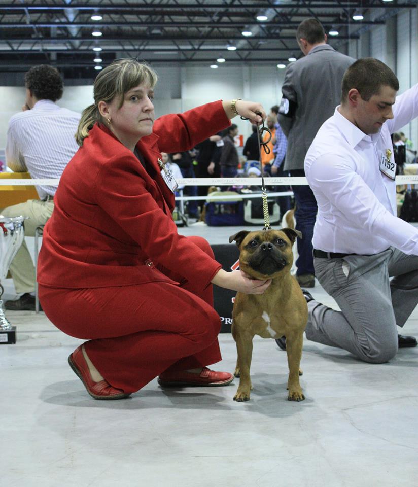 Shrnutí výstavní sezóny Domidar Dogs 2014