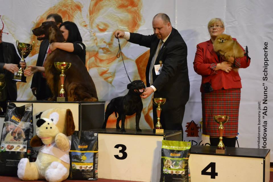 Shrnutí výstavní sezóny Domidar Dogs 2014