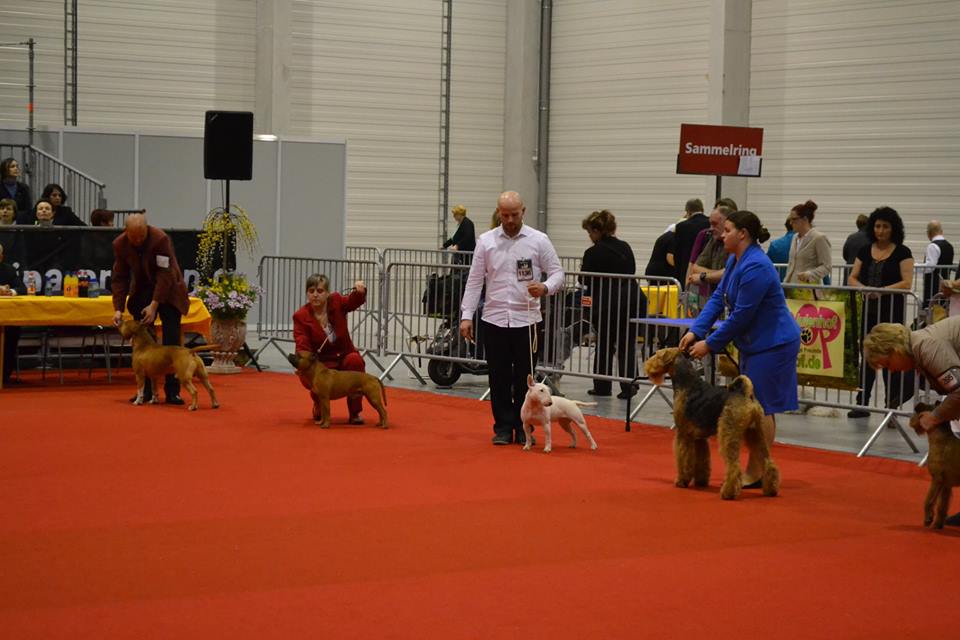 Shrnutí výstavní sezóny Domidar Dogs 2014