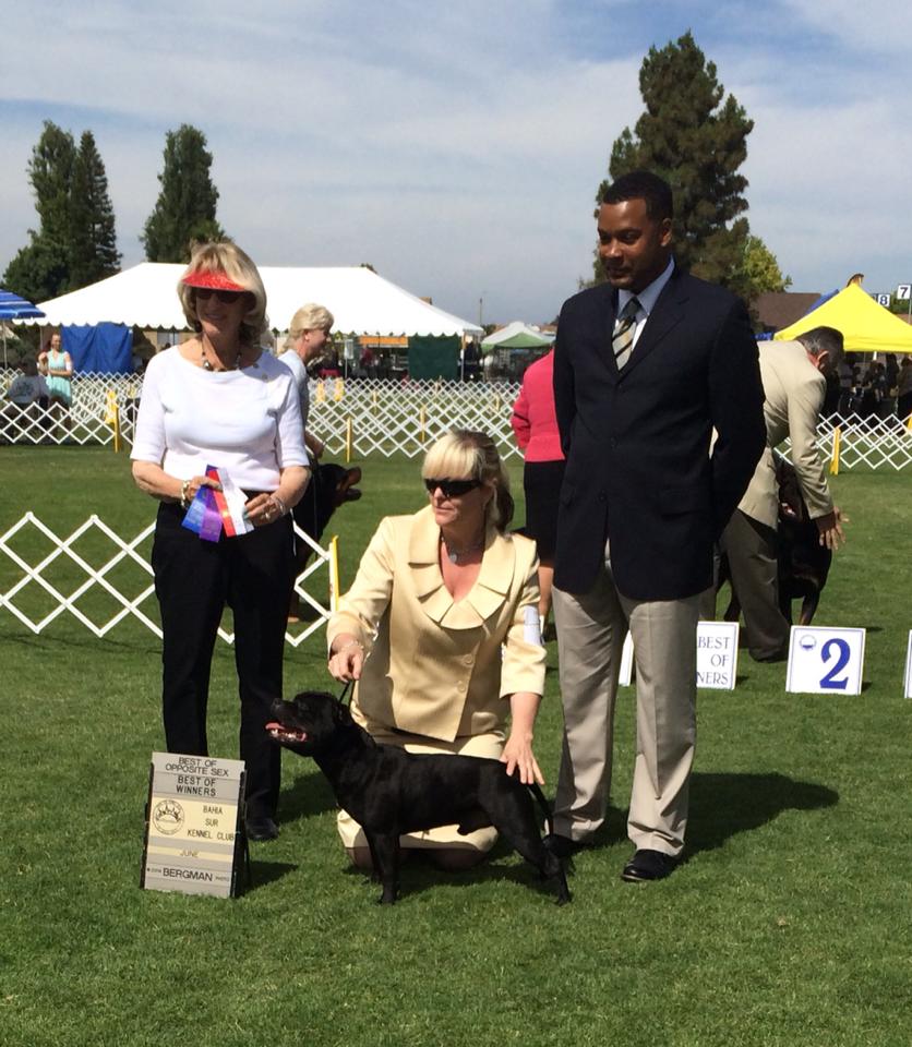 Shrnutí výstavní sezóny Domidar Dogs 2014