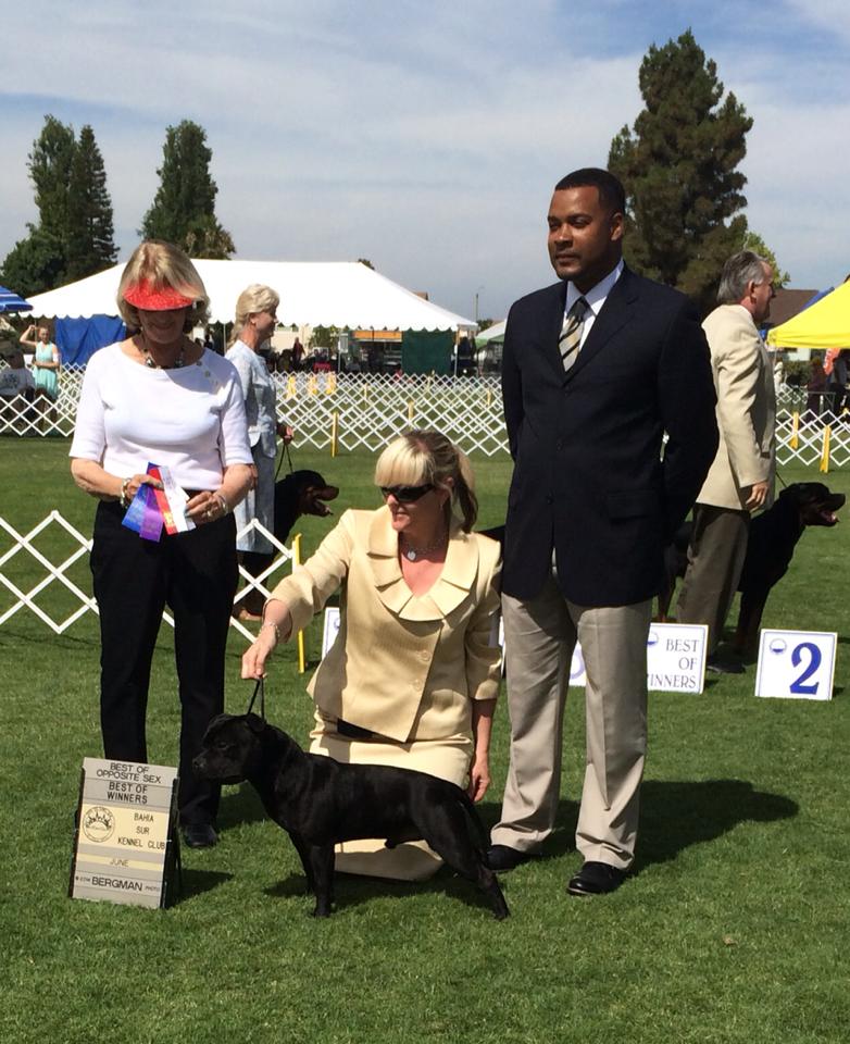 Shrnutí výstavní sezóny Domidar Dogs 2014