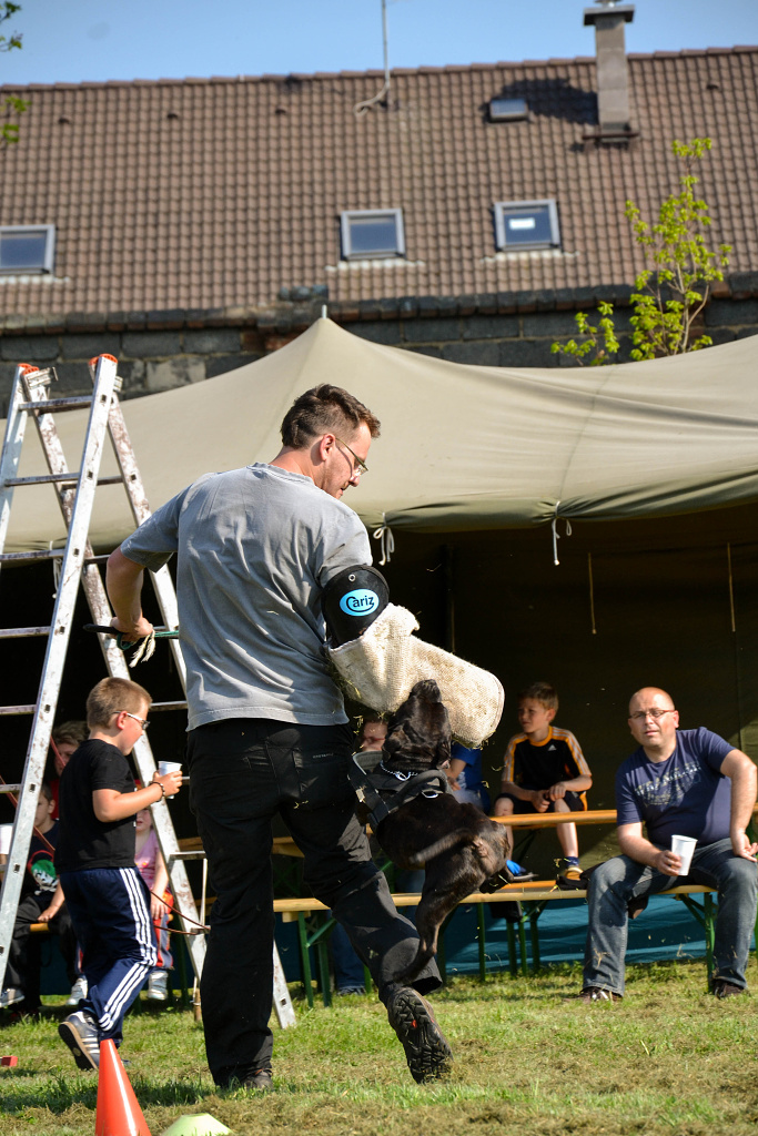 Shrnutí výstavní sezóny Domidar Dogs 2014