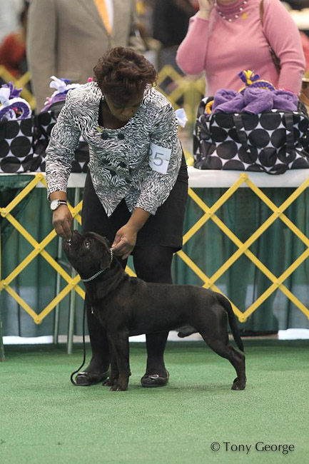 Shrnutí výstavní sezóny Domidar Dogs 2014