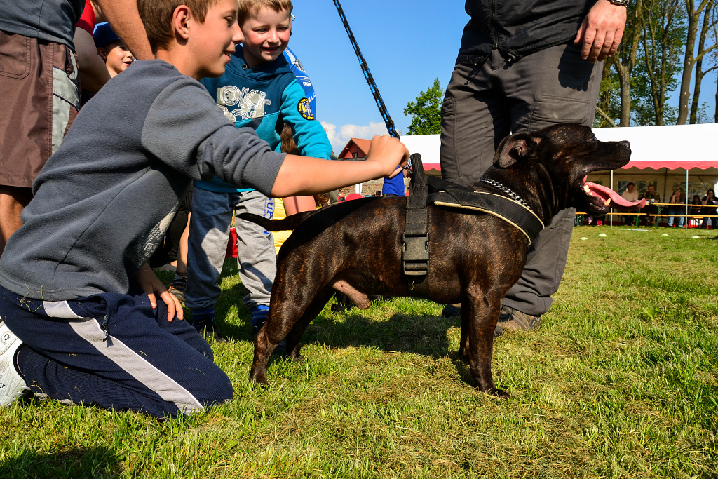 Shrnutí výstavní sezóny Domidar Dogs 2014
