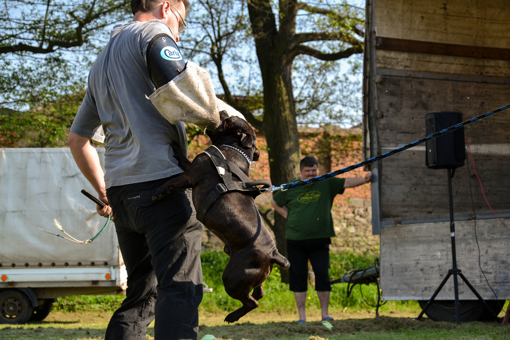 Shrnutí výstavní sezóny Domidar Dogs 2014