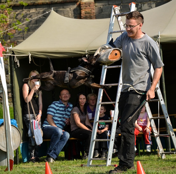 Shrnutí výstavní sezóny Domidar Dogs 2014