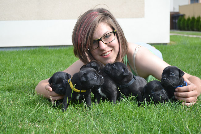 Shrnutí výstavní sezóny Domidar Dogs 2014