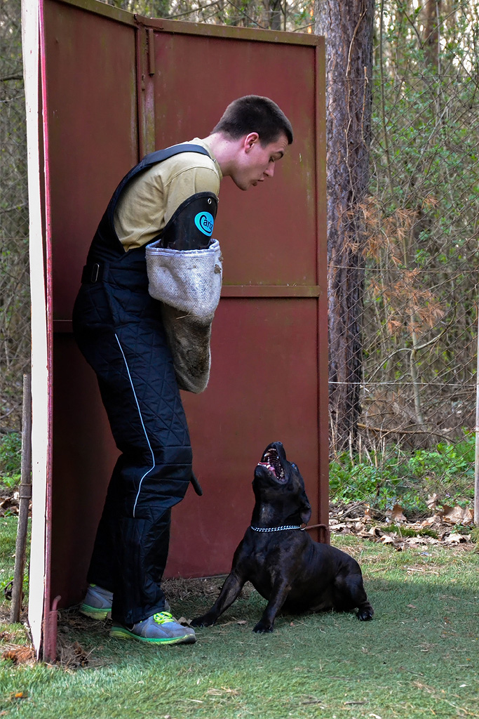 Shrnutí výstavní sezóny Domidar Dogs 2014