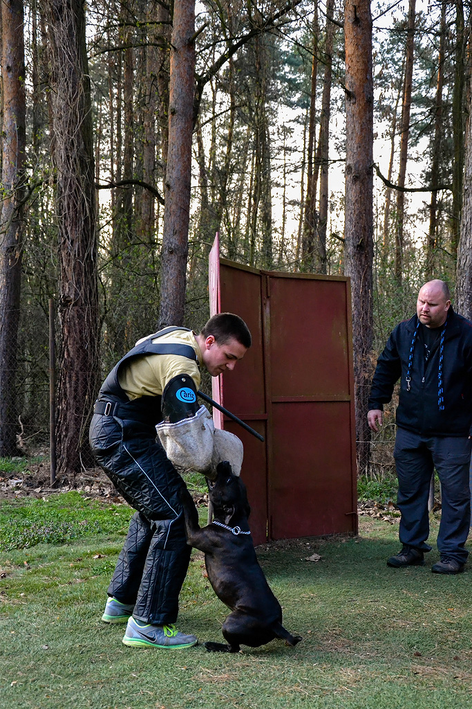 Shrnutí výstavní sezóny Domidar Dogs 2014