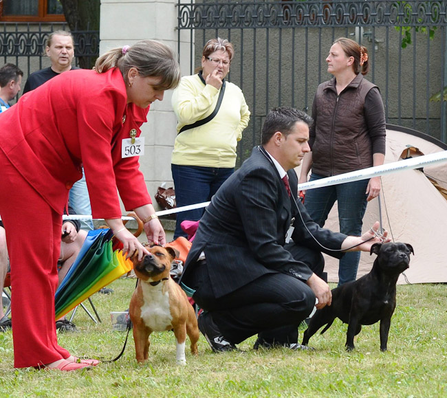 Shrnutí výstavní sezóny Domidar Dogs 2014