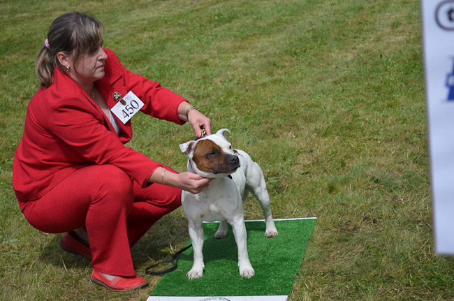 Shrnutí výstavní sezóny Domidar Dogs 2014