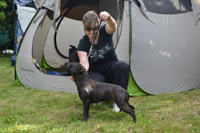 Shrnutí výstavní sezóny Domidar Dogs 2014