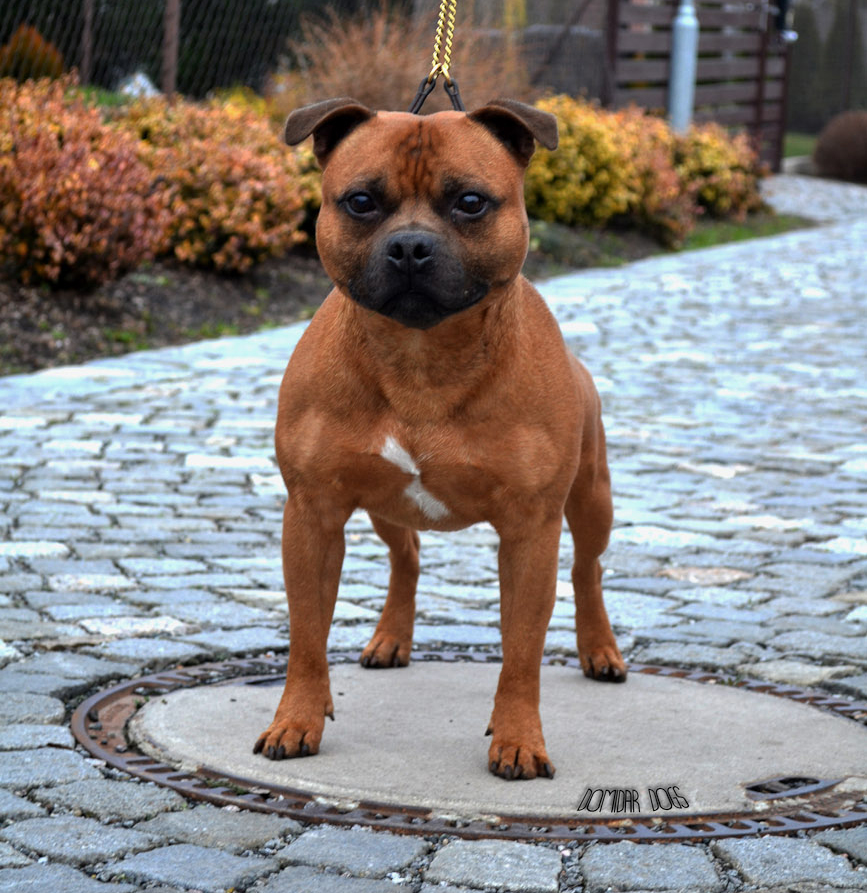 Shrnutí výstavní sezóny Domidar Dogs 2014
