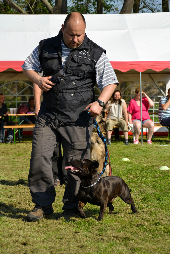 Shrnutí výstavní sezóny Domidar Dogs 2014