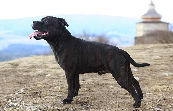 Shrnutí výstavní sezóny Domidar Dogs 2014