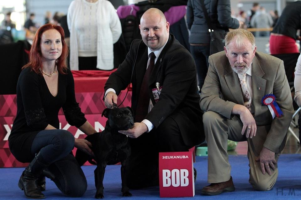 Shrnutí výstavní sezóny Domidar Dogs 2014