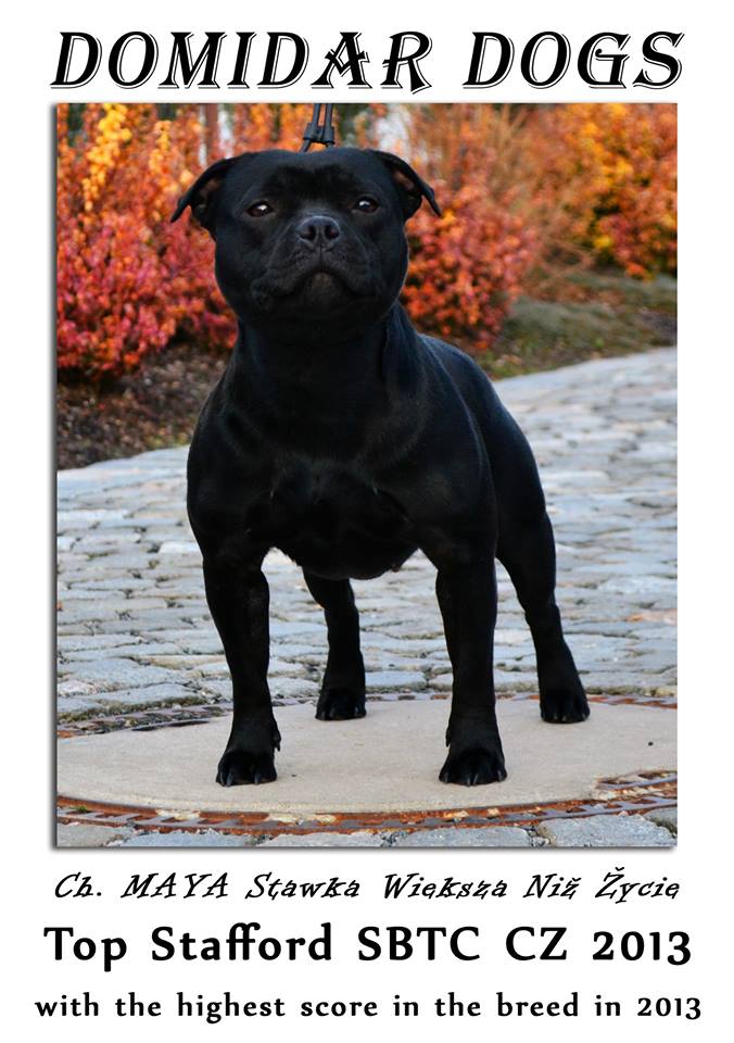 Shrnutí výstavní sezóny Domidar Dogs 2014