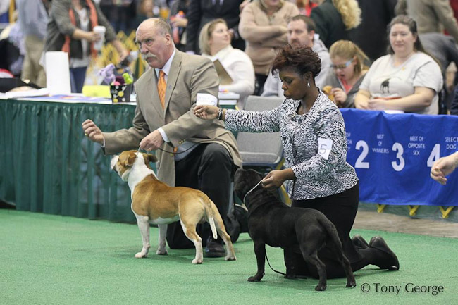 Shrnutí výstavní sezóny Domidar Dogs 2014