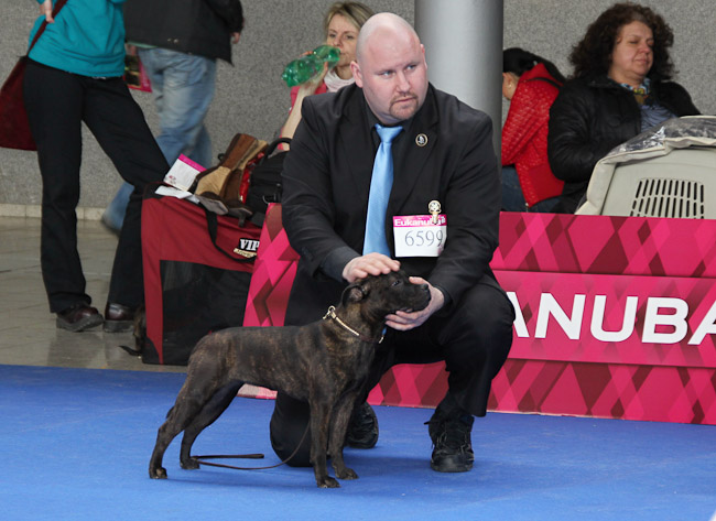 Shrnutí výstavní sezóny Domidar Dogs 2014