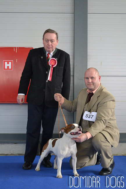 Shrnutí výstavní sezóny Domidar Dogs 2014