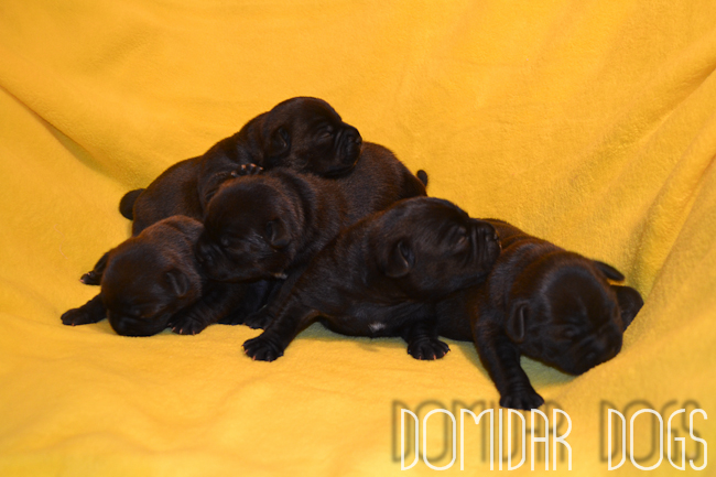 Shrnutí výstavní sezóny Domidar Dogs 2014