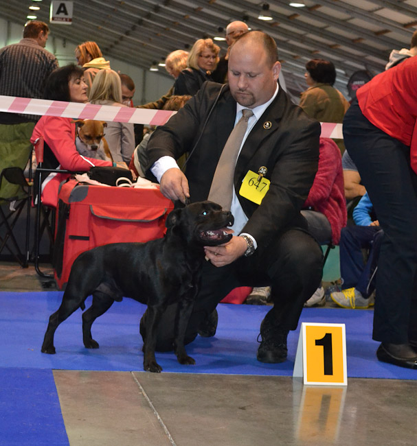 Shrnutí výstavní sezóny Domidar Dogs 2014