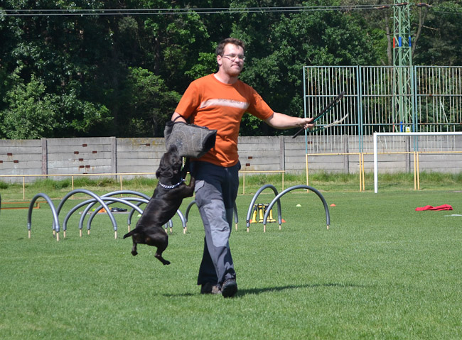 Shrnutí výstavní sezóny Domidar Dogs 2014
