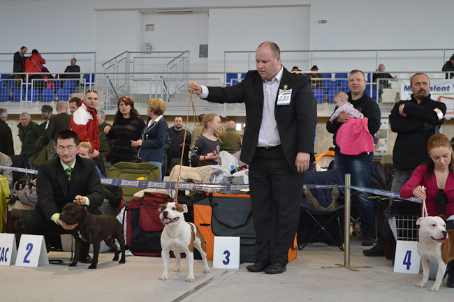 Shrnutí výstavní sezóny Domidar Dogs 2014