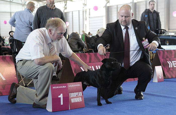 Shrnutí výstavní sezóny Domidar Dogs 2014