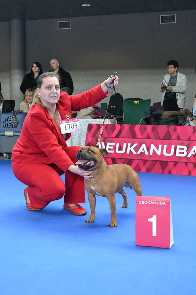 Shrnutí výstavní sezóny Domidar Dogs 2014