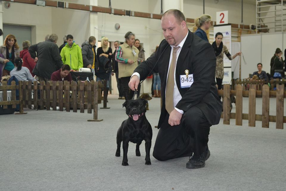 Shrnutí výstavní sezóny Domidar Dogs 2014
