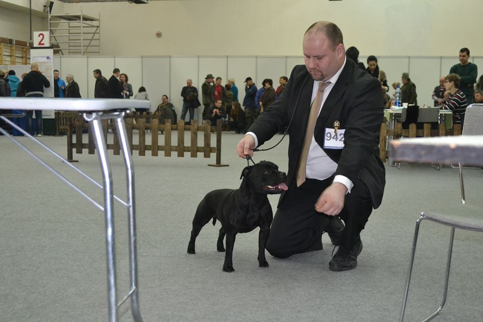 Shrnutí výstavní sezóny Domidar Dogs 2014