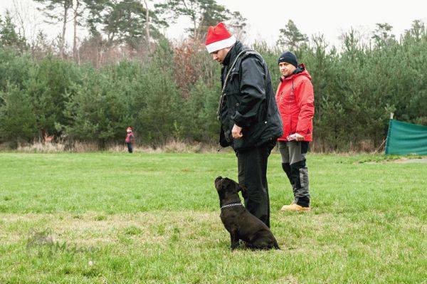 Shrnutí výstavní sezóny Domidar Dogs 2014