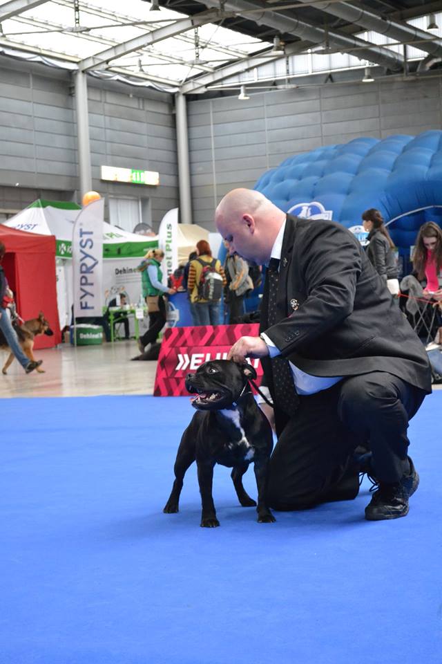 Shrnutí výstavní sezóny Domidar Dogs 2014