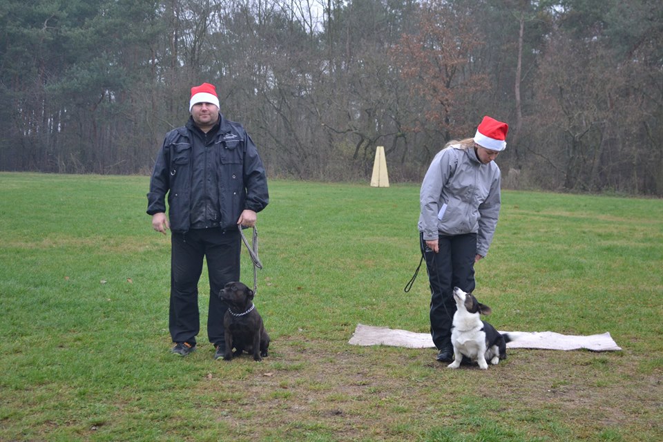 Shrnutí výstavní sezóny Domidar Dogs 2014